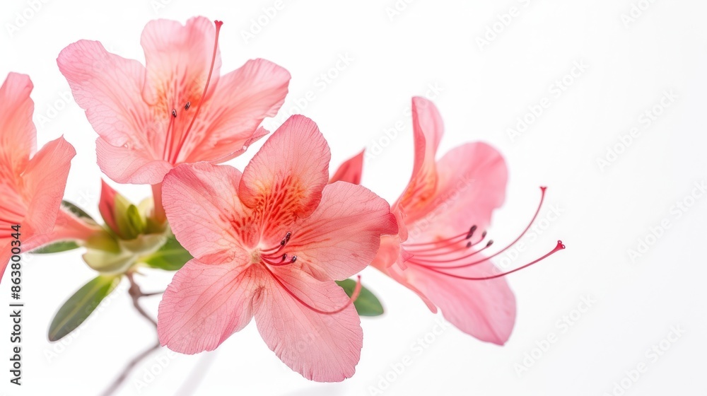 Azalea flower. Isolated on white background. Azalea flower. Isolated on white background.