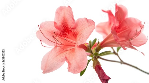 Azalea flower. Isolated on white background.