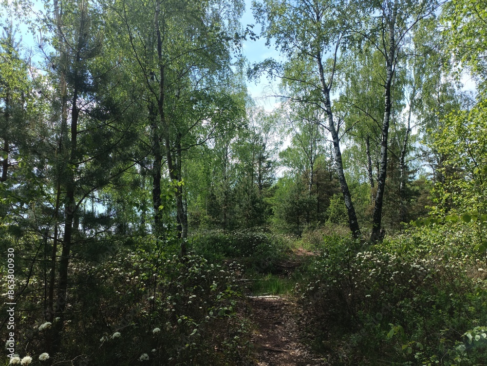Rekyva forest and lake during sunny summer day. Pine and birch tree woodland. Wavy lake. Bushes and small trees are growing in woods. Sunny day with white clouds in sky. Nature. Rekyvos miskas. Rekyva forest and lake during sunny summer day. Pine and birch tree woodland. Wavy lake. Bushes and small trees are growing in woods. Sunny day with white clouds in sky. Nature. Rekyvos miskas.
