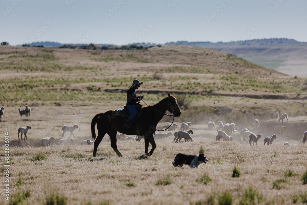 Naklejka premium Ranch with farmer on the hourse rounding up sheep with a dog. Nephi, Utah, United States of America.