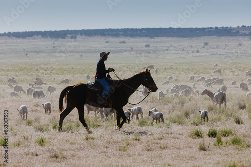 Ranch with farmer on the hourse rounding up sheep with a dog. Nephi, Utah, United States of America. photo