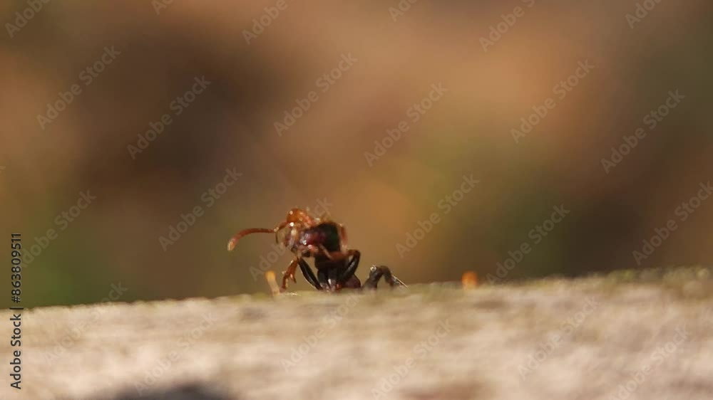 4K Realtime Close up Macro Video of an tiny Ant Biting a Big Red and Black Ants Antennae 4K Realtime Close up Macro Video of an tiny Ant Biting a Big Red and Black Ants Antennae