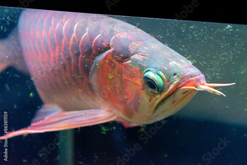 Lots of Arowana Super Red in Aquarium