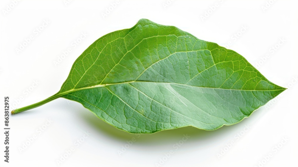 Host leaf. Isolated on white background. Host leaf. Isolated on white background.