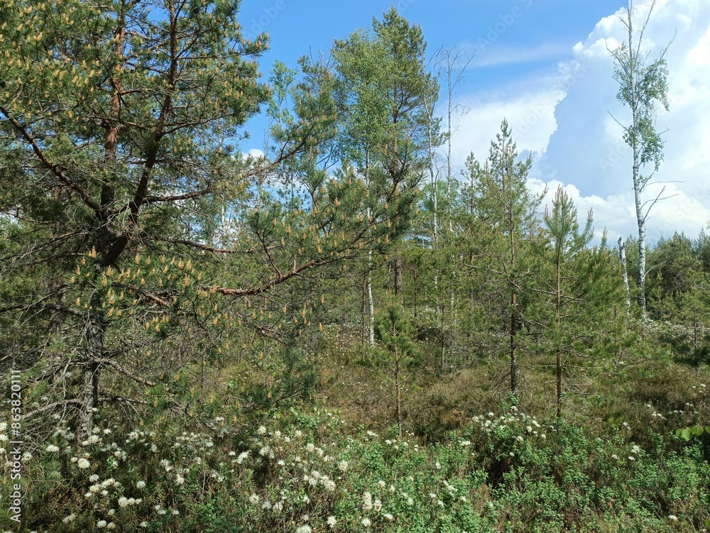 Rekyva forest during sunny summer day. Pine and birch tree woodland. Blueberry bushes are growing in woods. Sunny day with white and gray clouds in sky. Summer season. Nature. Rekyvos miskas. Rekyva forest during sunny summer day. Pine and birch tree woodland. Blueberry bushes are growing in woods. Sunny day with white and gray clouds in sky. Summer season. Nature. Rekyvos miskas.