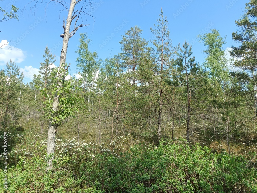 Rekyva forest during sunny summer day. Pine and birch tree woodland. Blueberry bushes are growing in woods. Sunny day with white and gray clouds in sky. Summer season. Nature. Rekyvos miskas. Rekyva forest during sunny summer day. Pine and birch tree woodland. Blueberry bushes are growing in woods. Sunny day with white and gray clouds in sky. Summer season. Nature. Rekyvos miskas.