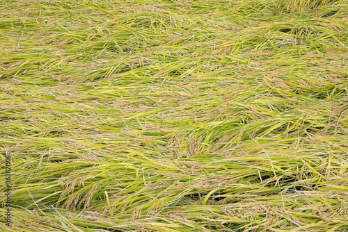 Принти на полотні Pre-harvest rice plantations damaged by overthrow