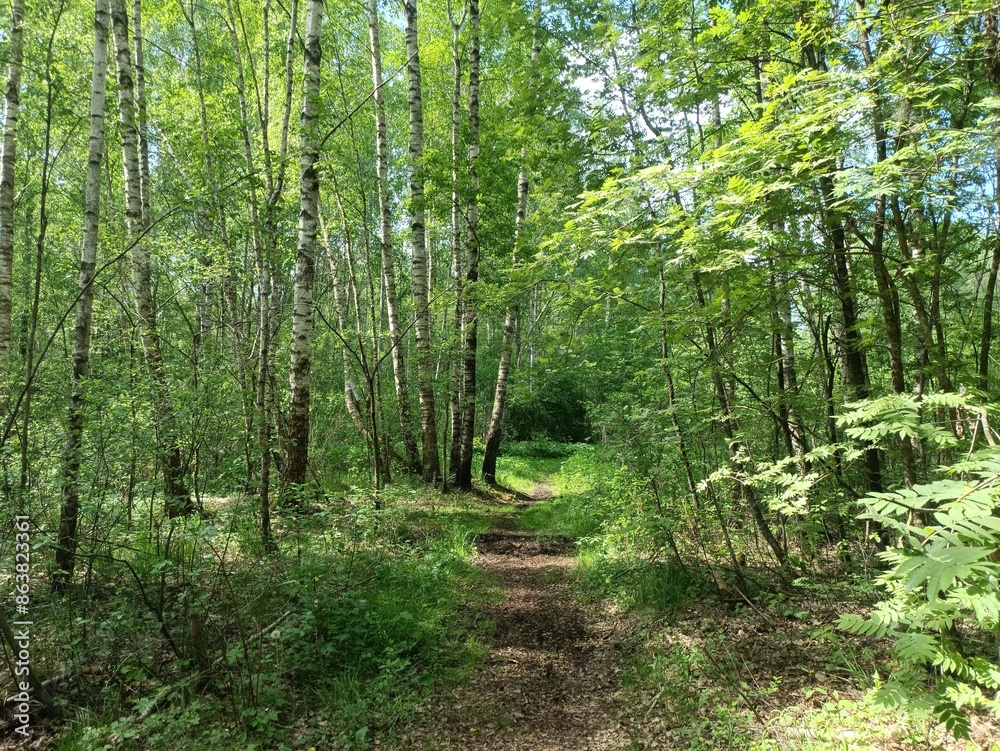 Rekyva forest during sunny summer day. Pine and birch tree woodland. Blueberry bushes are growing in woods. Sunny day with white and gray clouds in sky. Summer season. Nature. Rekyvos miskas. Rekyva forest during sunny summer day. Pine and birch tree woodland. Blueberry bushes are growing in woods. Sunny day with white and gray clouds in sky. Summer season. Nature. Rekyvos miskas.
