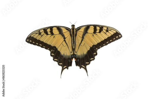 butterfly png