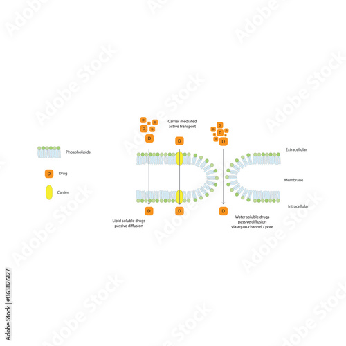 Diagram of drug absorption through phospholipid membrane - passive diffusion of water soluble, lipid soluble drug and active transport. Simple scientific illustration. photo