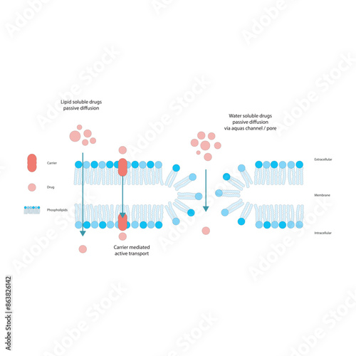 Diagram of drug absorption through phospholipid membrane - passive diffusion of water soluble, lipid soluble drug and active transport. Simple scientific illustration.