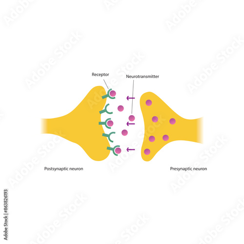 Diagram of synapse - post and presynaptic, neurotransmitter and receptor - simple scematic illustration.