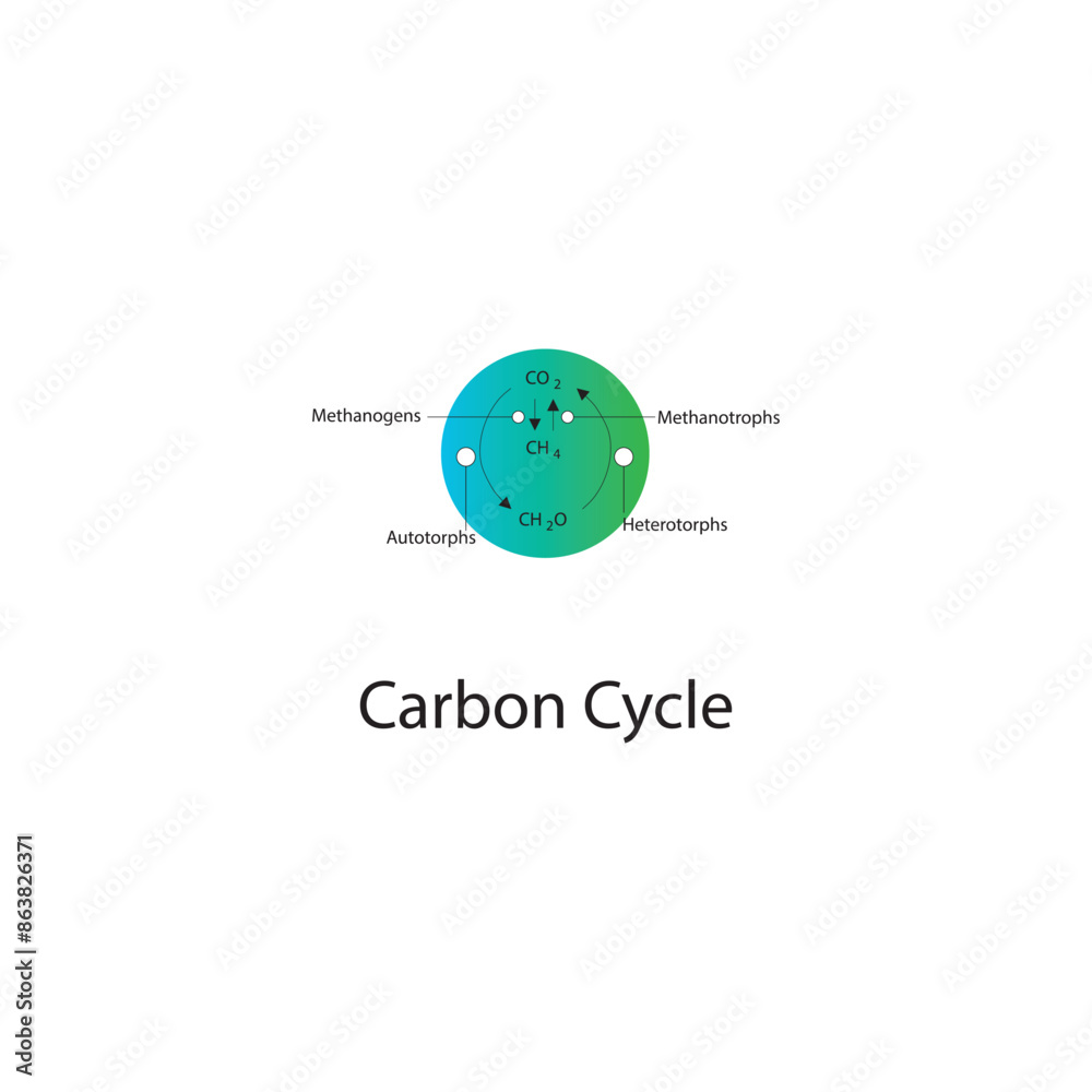 Diagram showing carbon cycle - conversion from CO2 to CH2O and Methane - via bacteria - Autotorphs, Heterotorphs, Methanogens and Methanotorphs Diagram showing carbon cycle - conversion from CO2 to CH2O and Methane - via bacteria - Autotorphs, Heterotorphs, Methanogens and Methanotorphs