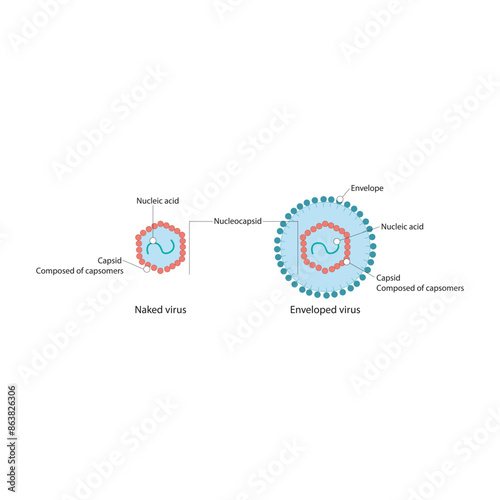 Diagram of virus structure - naked and enveloped virus - nucleic acid, capsid and envelope. Simple scientific illustration.