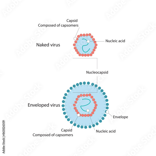 Diagram of virus structure - naked and enveloped virus - nucleic acid, capsid and envelope. Simple scientific illustration.