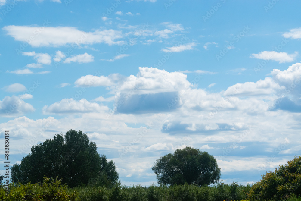 Obraz premium trees in the field