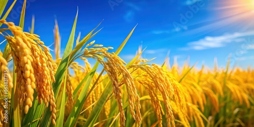 Golden rice grains glistening under blue sky in a harmonious display of agriculture and nature, Golden, rice, grains