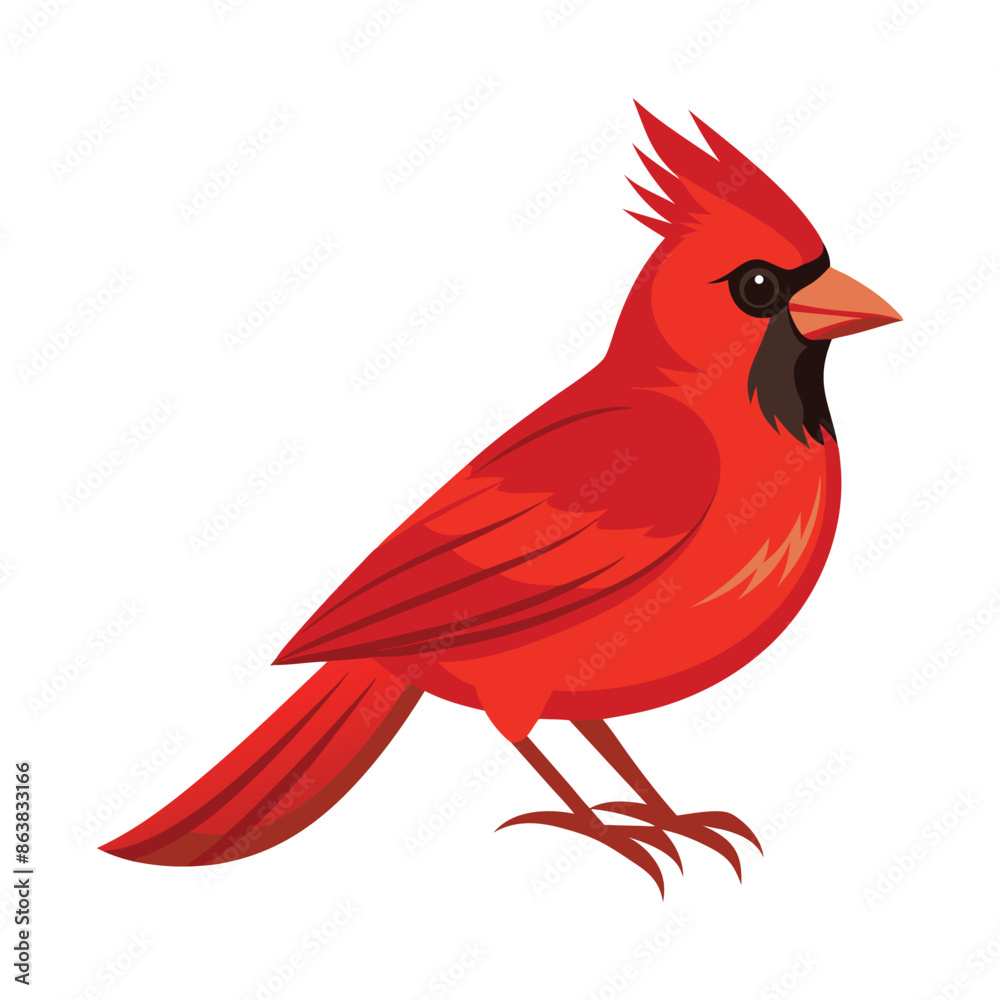 Male Northern Cardinal Standing bird isolated on white Male Northern Cardinal Standing bird isolated on white