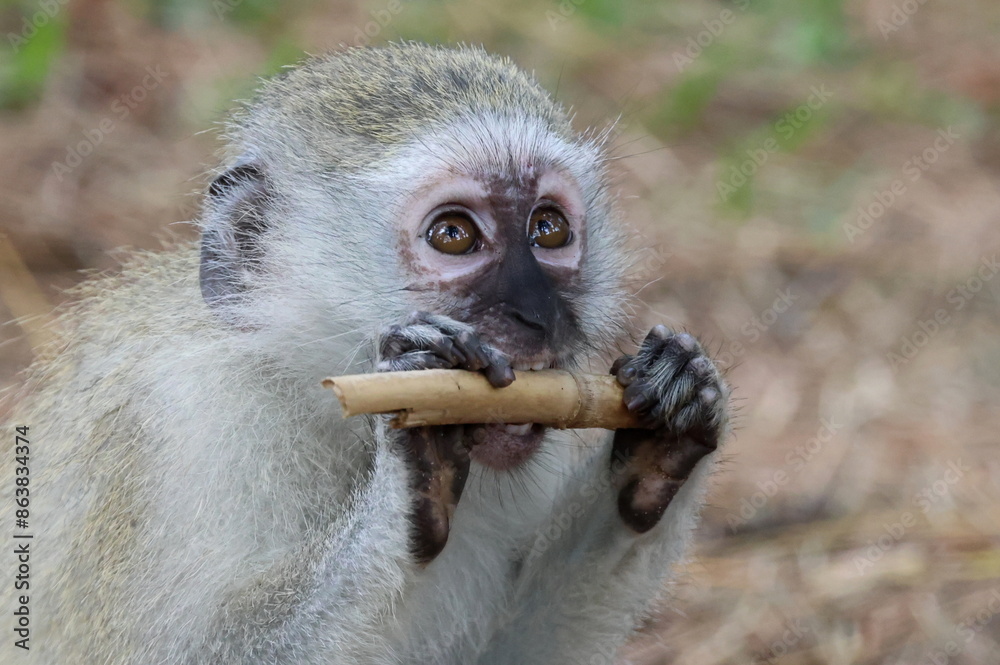Obraz premium Monkey feeding