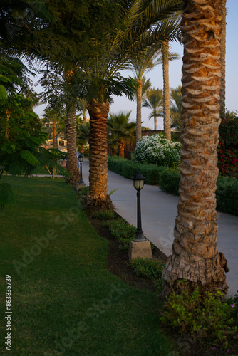 Palm tree resort in the tropics during sunset