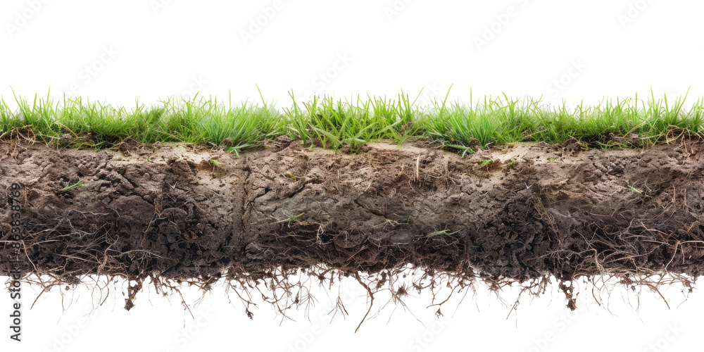Cross-section of soil showing green grass and its dense network of roots. Cross-section of soil showing green grass and its dense network of roots.