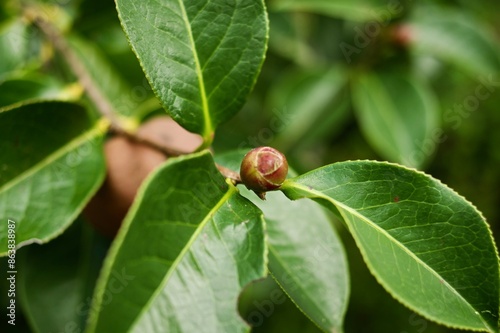 A camellia japonica bud that has not yet flowered, at Nooroo Garden in the Blue Mountains of Sydney, Australia - Mount Wilson, New South Wales  photo