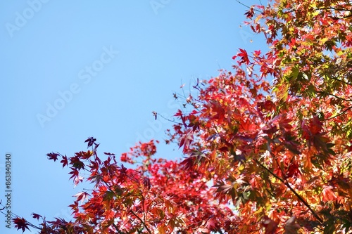 A Japanese maple tree with leaves in striking shades of red, orange, yellow at Nooroo Garden in the Blue Mountains of Sydney, Australia on a sunny autumn day with blue skies - Mount Wilson, NSW photo