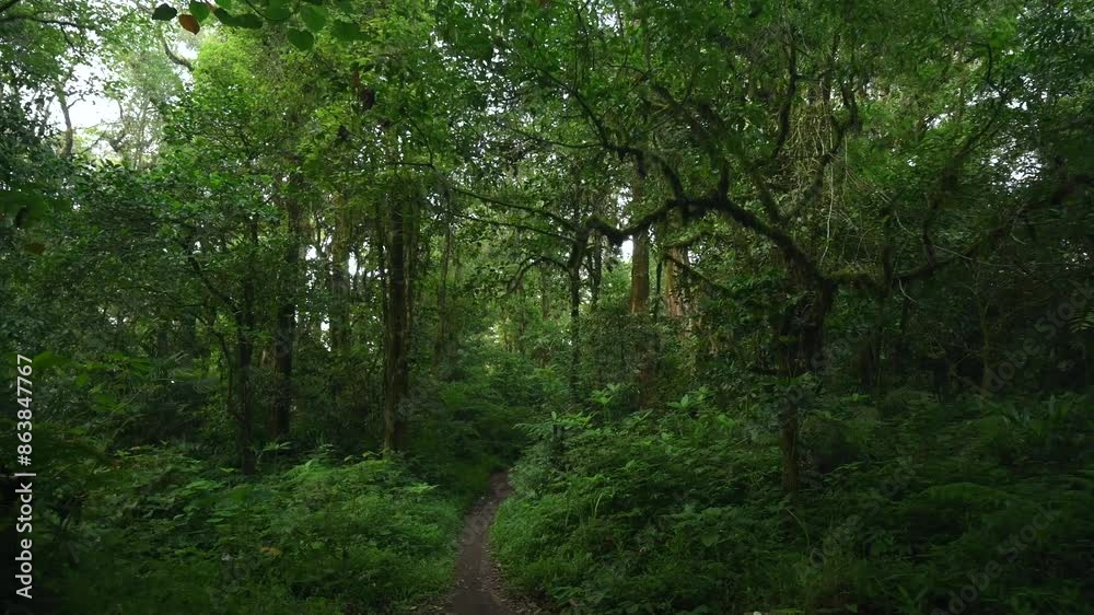 Drone flight in the tropical forest in Bali. Nature background of a rainforest. Drone flight in the tropical forest in Bali. Nature background of a rainforest.