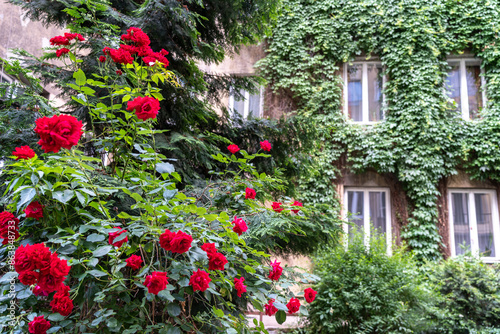 Lush green wall of hedera helix or creeper foliage in summer day with overgrown window. Ivy carpet © ange1011