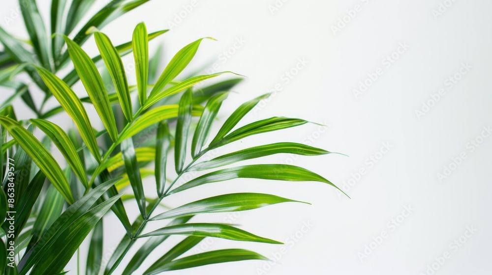 Palm leaves. Isolated on white background. Palm leaves. Isolated on white background.