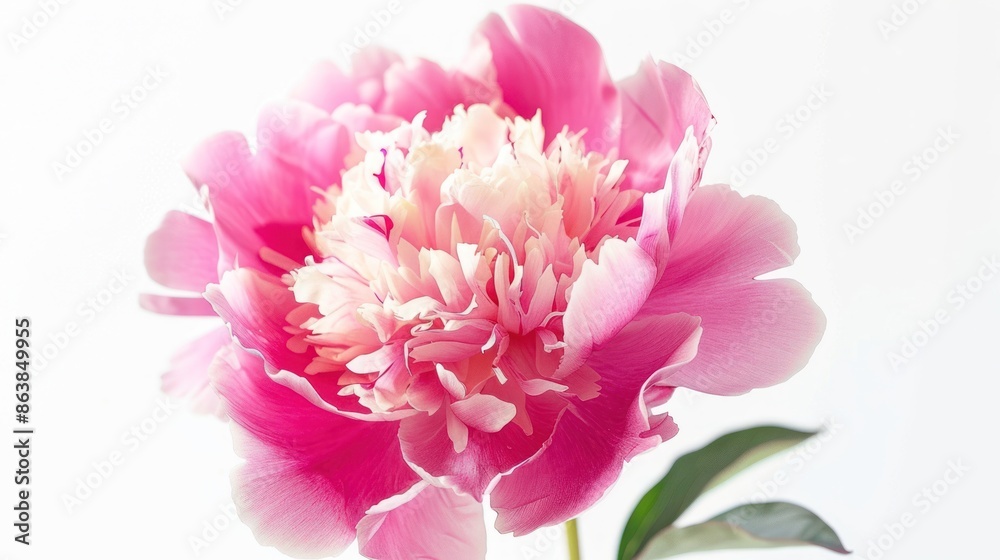 Peony flower isolated on white background Peony flower isolated on white background
