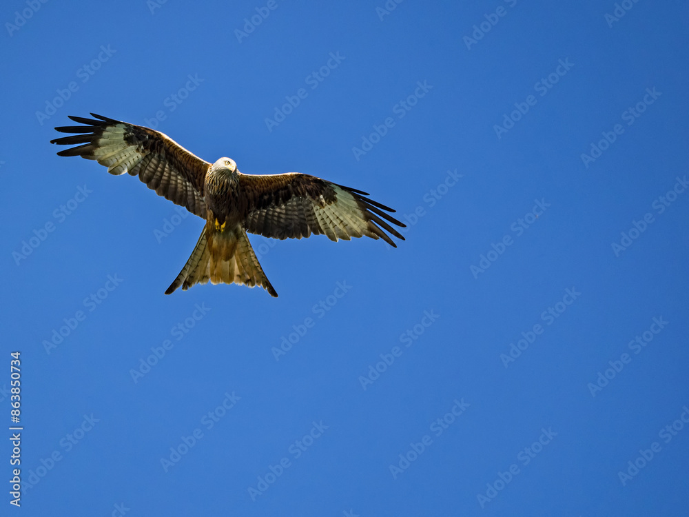 Ein Rotmilan (Milvus milvus) im Flug vor blauem Himmel Ein Rotmilan (Milvus milvus) im Flug vor blauem Himmel