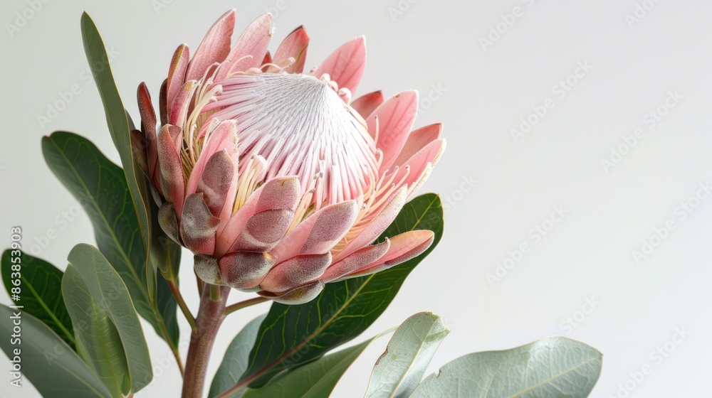 Protea flower isolated on white background