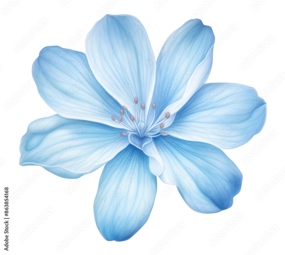 Fototapeta premium PNG Soft Blue Flower flower petal plant.