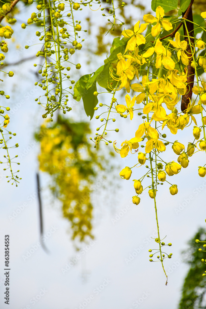 Obraz premium Bunches of Ratcapruek flowers (Caasia Fistula L.), yellow flowers in the summer