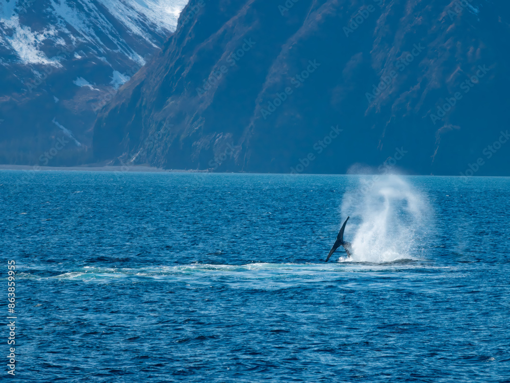 Humpback whale mother and calf breaching and pec flapping near Bear Glacier, Kenai Fjords National Park, Seward, Alaska, USA Humpback whale mother and calf breaching and pec flapping near Bear Glacier, Kenai Fjords National Park, Seward, Alaska, USA