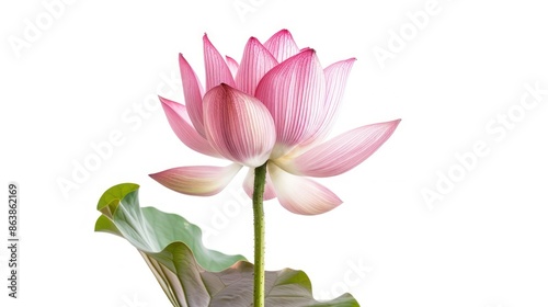 Royal lotus flower. Isolated on white background