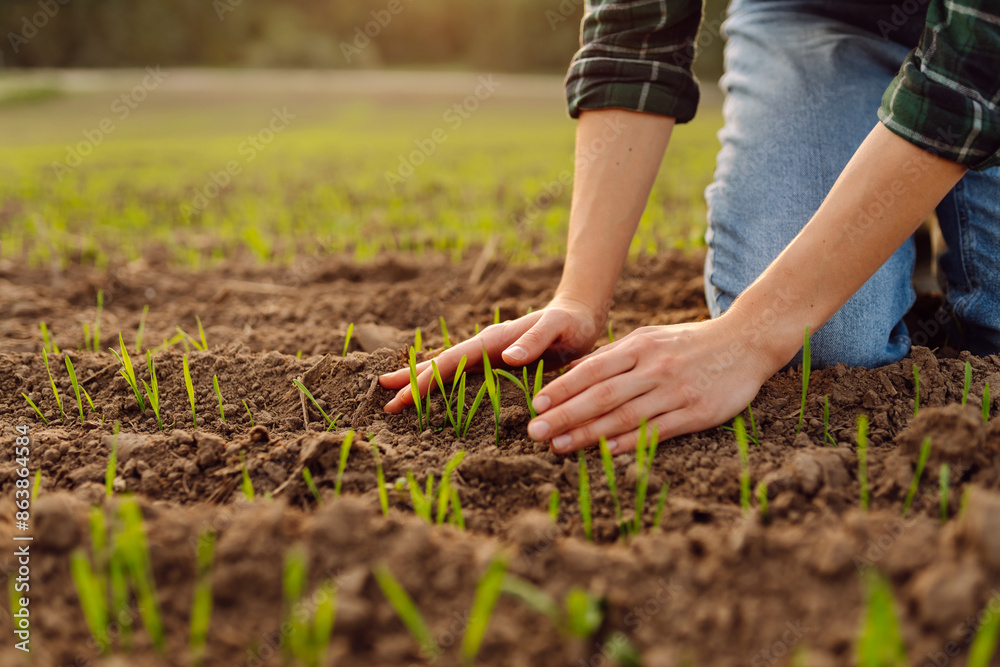 Fototapeta premium Farmer hand inspects and strokes green sprouts close-up examining lifestyle seedlings. Young plants growing in a farmer's field. Agriculture concept.