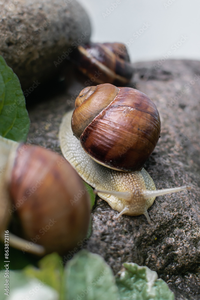large brown snails in their natural habitat. the use of snail mucin in cosmetology. modern facial care technologies large brown snails in their natural habitat. the use of snail mucin in cosmetology. modern facial care technologies