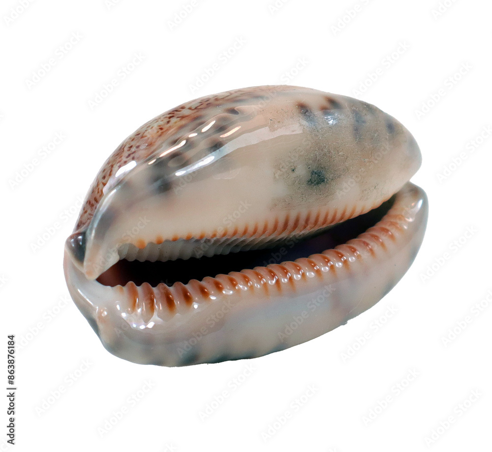 Beautiful sea shell Cypraea isolated on transparent, close-up, design element Beautiful sea shell Cypraea isolated on transparent, close-up, design element
