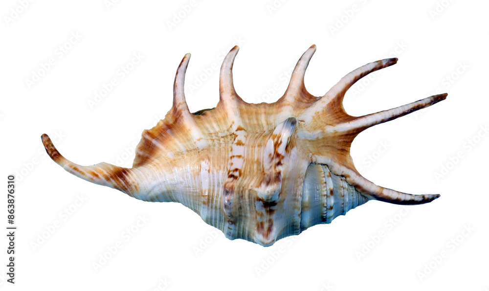 Beautiful sea shell Lambis crocata isolated on transparent, close-up, design element Beautiful sea shell Lambis crocata isolated on transparent, close-up, design element
