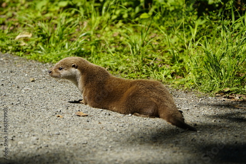 Land carnivores (Fissipedia) is the name for a suborder of carnivores that is no longer used in modern biological systematics. Wisent enclosure Springe, Germany. photo