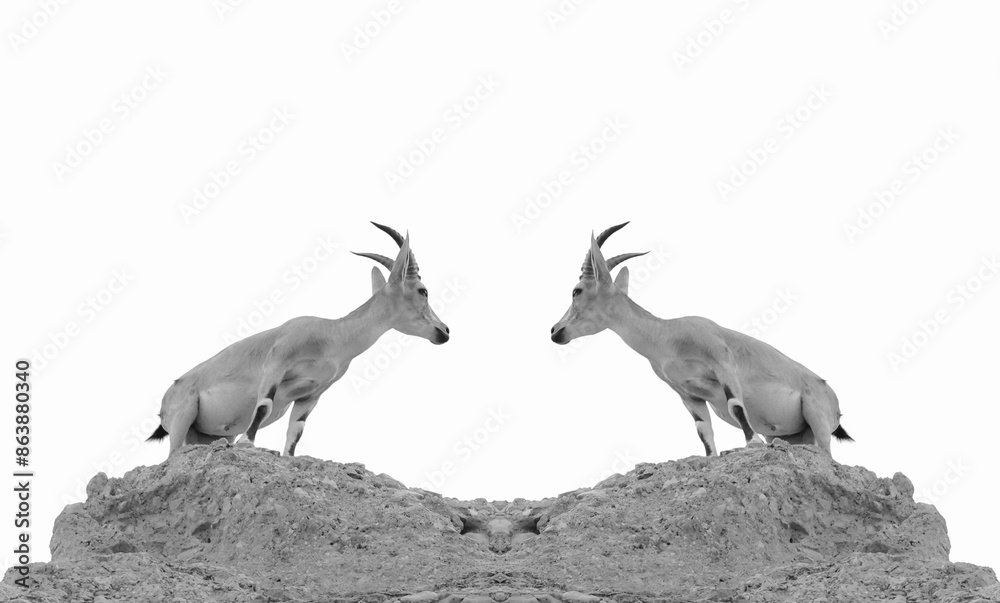 Symmetrical Black And White Antelopes On Rocky Summit Symmetrical Black And White Antelopes On Rocky Summit