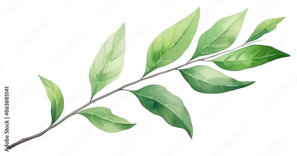 PNG Plant herbs leaf tree. PNG Plant herbs leaf tree.