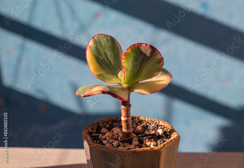 Money Tree. Bonsai style. Plant for home