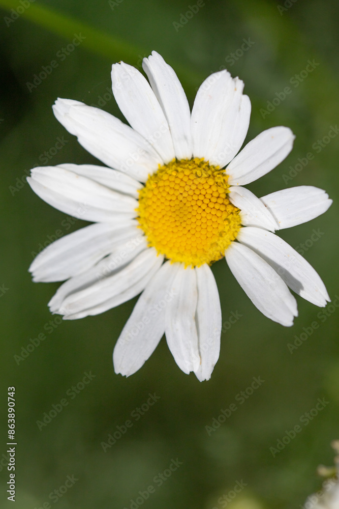 Close-up of a chamomile flower in nature Close-up of a chamomile flower in nature