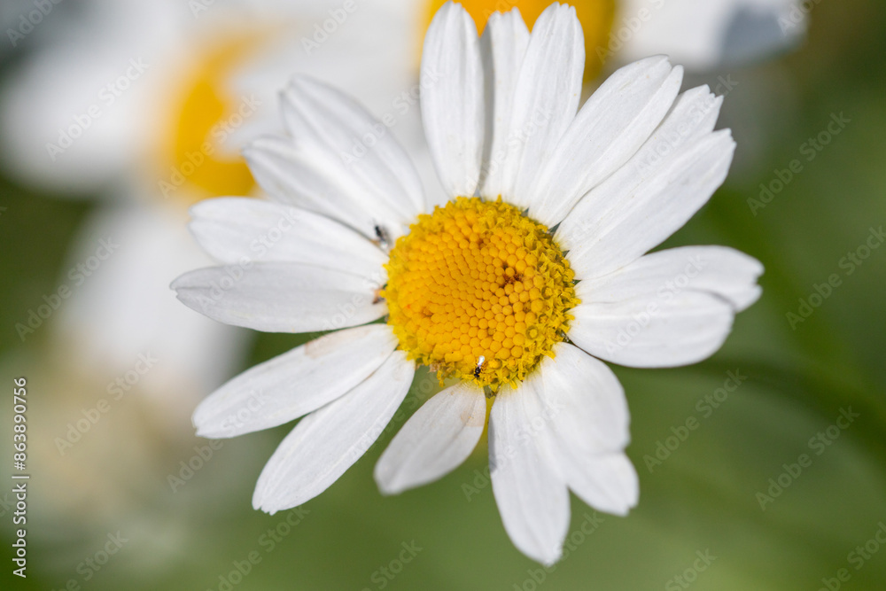 Close-up of a chamomile flower in nature Close-up of a chamomile flower in nature