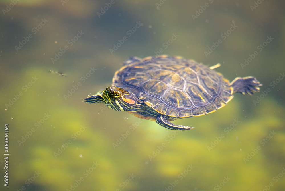 A red-eared turtle swims in a pond, basking in the sun. A red-eared turtle swims in a pond, basking in the sun.