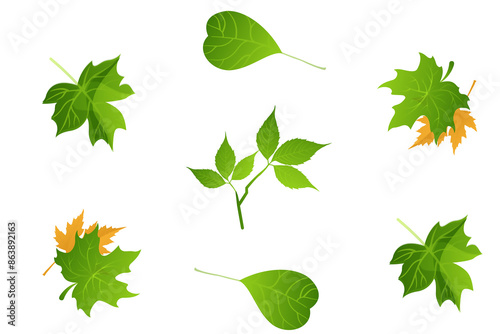 Tableau sur toile set of green leaves. Seasonal leaves