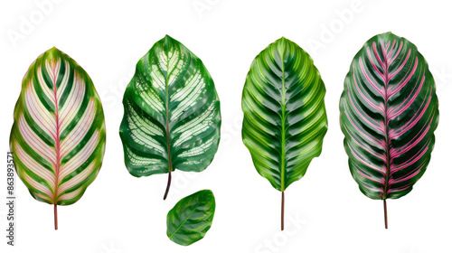 Calathea Orbifolia leaves on transparent background  photo